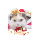 ちまき＊ミヌエット＊日常会話＊実写＊cat（個別スタンプ：22）