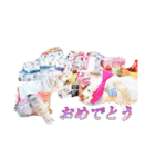 ちまき＊ミヌエット＊日常会話＊実写＊cat（個別スタンプ：24）