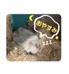ロボロフスキーのだいふくスタンプ（個別スタンプ：2）