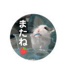 ロボロフスキーのだいふくスタンプ（個別スタンプ：7）