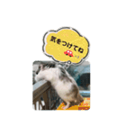 ロボロフスキーのだいふくスタンプ（個別スタンプ：13）