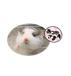 ロボロフスキーのだいふくスタンプ（個別スタンプ：14）