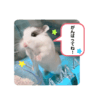 ロボロフスキーのだいふくスタンプ（個別スタンプ：16）