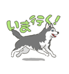 ハスキー犬っぽいハスキー犬スタンプ（個別スタンプ：10）