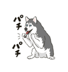 ハスキー犬っぽいハスキー犬スタンプ（個別スタンプ：25）