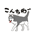 ハスキー犬っぽいハスキー犬スタンプ（個別スタンプ：27）