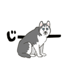 ハスキー犬っぽいハスキー犬スタンプ（個別スタンプ：29）