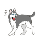 ハスキー犬っぽいハスキー犬スタンプ（個別スタンプ：30）