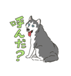 ハスキー犬っぽいハスキー犬スタンプ（個別スタンプ：34）