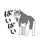 ハスキー犬っぽいハスキー犬スタンプ（個別スタンプ：40）