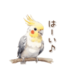 ふわふわ水彩 オカメインコ（個別スタンプ：1）