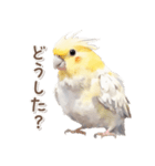 ふわふわ水彩 オカメインコ（個別スタンプ：5）