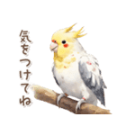 ふわふわ水彩 オカメインコ（個別スタンプ：8）