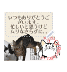 全文 書き換えられる100文字まで保護猫応援（個別スタンプ：5）