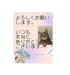 全文 書き換えられる100文字まで保護猫応援（個別スタンプ：6）