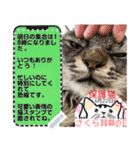 全文 書き換えられる100文字まで保護猫応援（個別スタンプ：9）