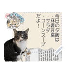 全文 書き換えられる100文字まで保護猫応援（個別スタンプ：11）