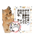 全文 書き換えられる100文字まで保護猫応援（個別スタンプ：12）