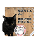 全文 書き換えられる100文字まで保護猫応援（個別スタンプ：14）