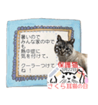 全文 書き換えられる100文字まで保護猫応援（個別スタンプ：17）