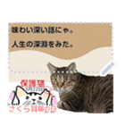 全文 書き換えられる100文字まで保護猫応援（個別スタンプ：18）