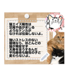 全文 書き換えられる100文字まで保護猫応援（個別スタンプ：19）