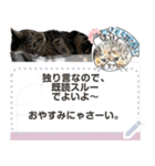 全文 書き換えられる100文字まで保護猫応援（個別スタンプ：20）