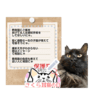 全文 書き換えられる100文字まで保護猫応援（個別スタンプ：23）