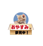 可愛い子猫のスタンプだよ！⑧（個別スタンプ：11）