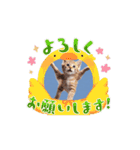 可愛い子猫のスタンプだよ！⑧（個別スタンプ：14）