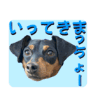 蘭丸先輩8（個別スタンプ：1）
