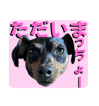 蘭丸先輩8（個別スタンプ：2）