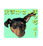 蘭丸先輩8（個別スタンプ：3）