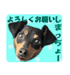 蘭丸先輩8（個別スタンプ：4）