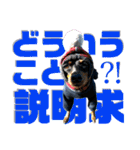 蘭丸先輩8（個別スタンプ：6）