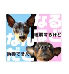 蘭丸先輩8（個別スタンプ：8）