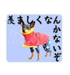 蘭丸先輩8（個別スタンプ：10）