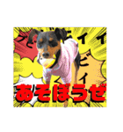 蘭丸先輩8（個別スタンプ：14）