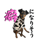 蘭丸先輩8（個別スタンプ：19）