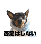 蘭丸先輩8（個別スタンプ：21）