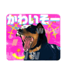 蘭丸先輩8（個別スタンプ：24）