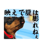 蘭丸先輩8（個別スタンプ：25）