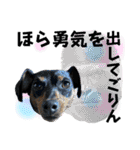 蘭丸先輩8（個別スタンプ：27）
