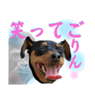 蘭丸先輩8（個別スタンプ：28）