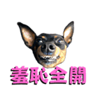蘭丸先輩8（個別スタンプ：30）