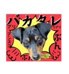 蘭丸先輩8（個別スタンプ：31）