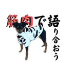 蘭丸先輩8（個別スタンプ：36）