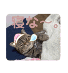 こいずみ家のねこ（個別スタンプ：16）