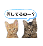 こいずみ家のねこ（個別スタンプ：20）