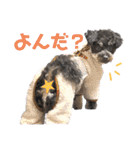 チワプーののえるさん（個別スタンプ：17）